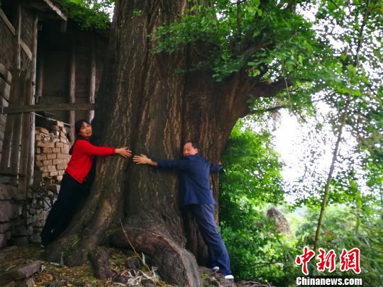 四川旺苍发现一棵上千年古银杏树年产果达1吨以上